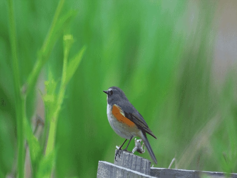 李先生夫妇成功案例